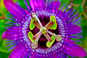 Passion Flower